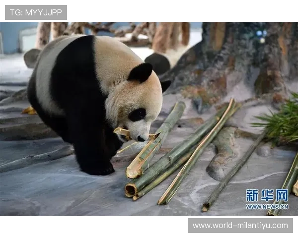 在熊猫体育上如何找到你喜欢的运动项目和个性化推荐内容